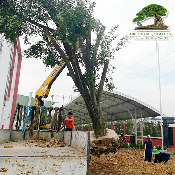 Cung cấp cây xanh